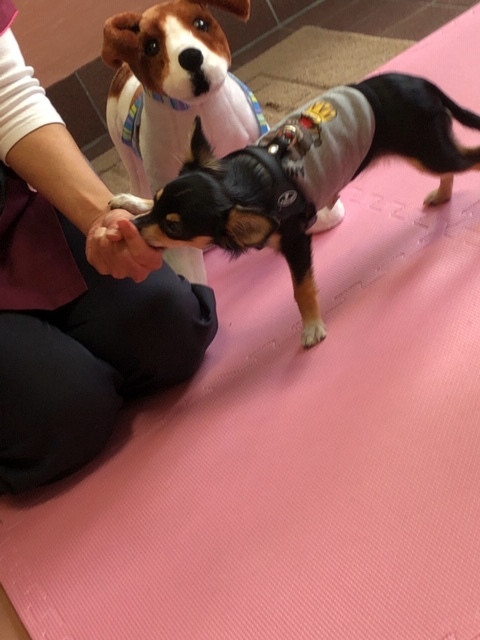 パピー教室(2018・1125)_e0367571_21531275.jpg