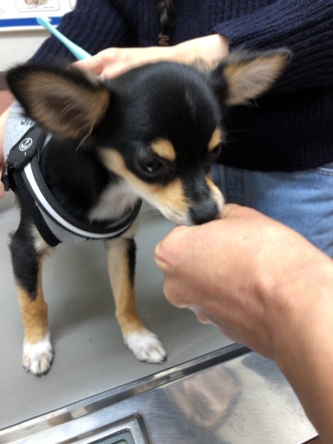 パピー教室(2018・1125)_e0367571_22050892.jpg