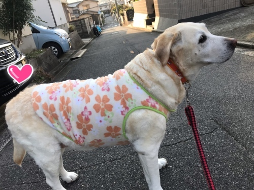 f0315081_17495026.jpeg