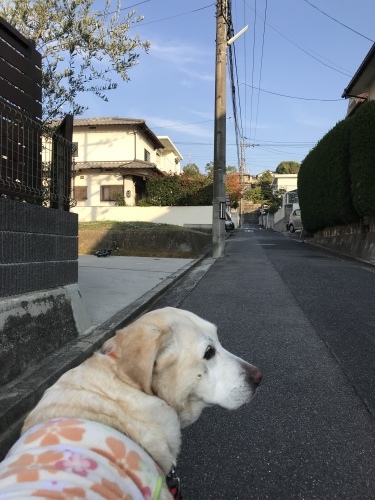 f0315081_17531957.jpeg