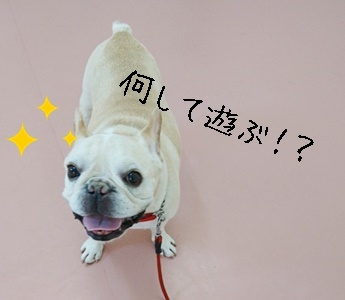 そっくりさん_f0357682_20223955.jpg