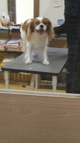 スタッフ犬シャンプー✨_f0357682_23395215.jpg