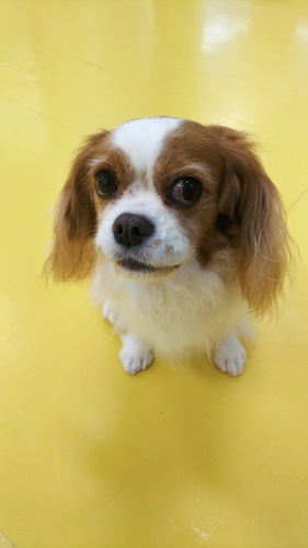 スタッフ犬シャンプー✨_f0357682_23403601.jpg