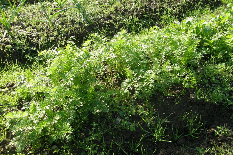 c0057390_18032106.jpg