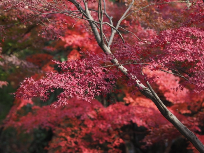  紅葉の平林寺へ_f0224100_15582706.jpg