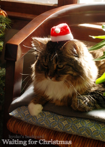 次はクリスマスだよね_b0253205_10331659.jpg
