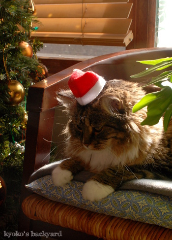 次はクリスマスだよね_b0253205_10340509.jpg