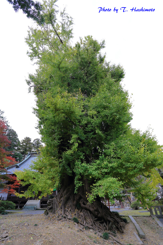 今年も巨木に逢いに行く_d0334006_19430432.jpg