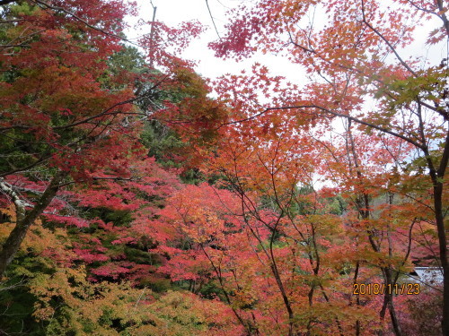 泉涌寺山内（泉山）に行きました。_e0336009_16315341.jpg