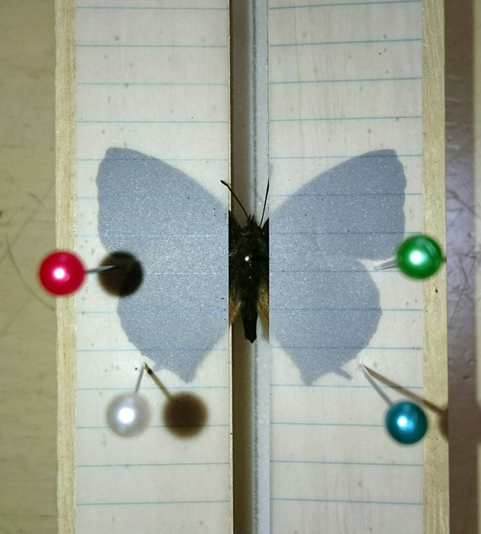 a0361610_15354511.jpg