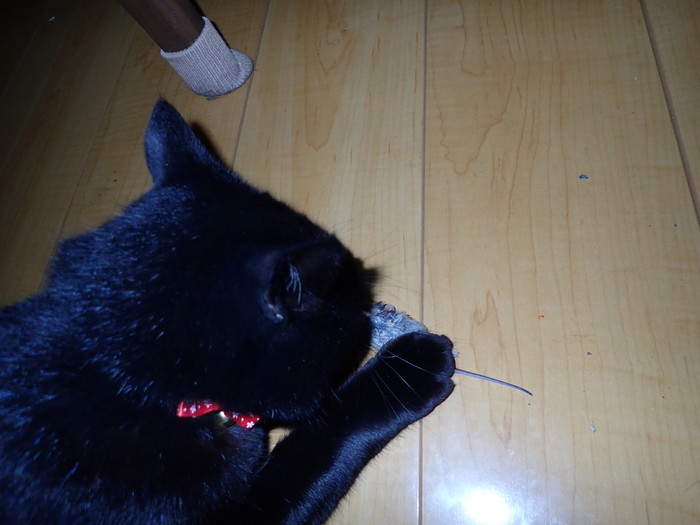 くうちゃん、またネズミを捕った_c0116915_23435235.jpg