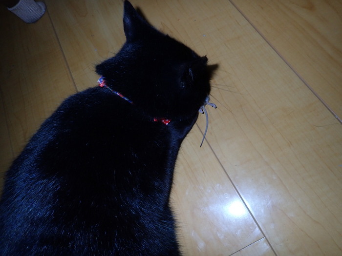 くうちゃん、またネズミを捕った_c0116915_23440430.jpg