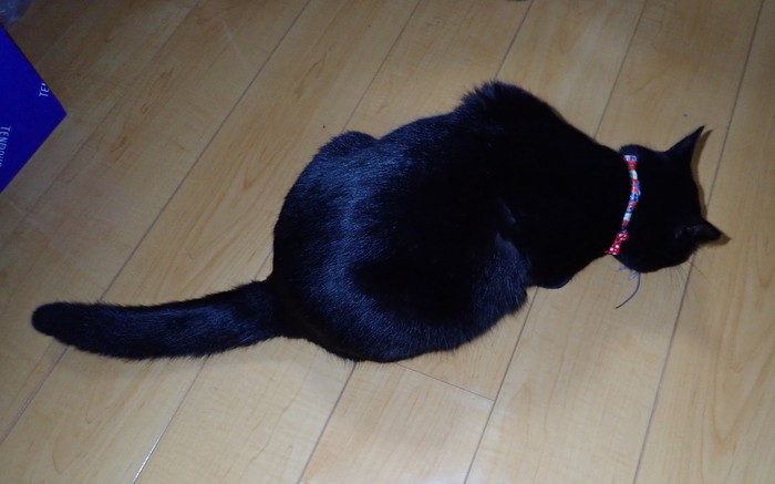 くうちゃん、またネズミを捕った_c0116915_23441461.jpg