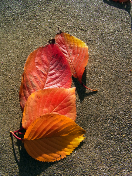 e0083517_04390741.jpg
