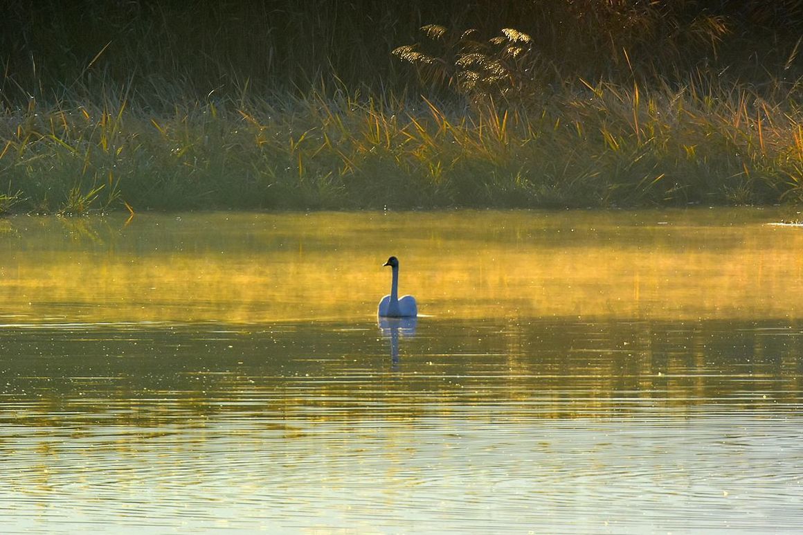 多々良沼「鳥」ニュース(2018.11.24)・・・白鳥の湖♪_a0031821_14212353.jpg