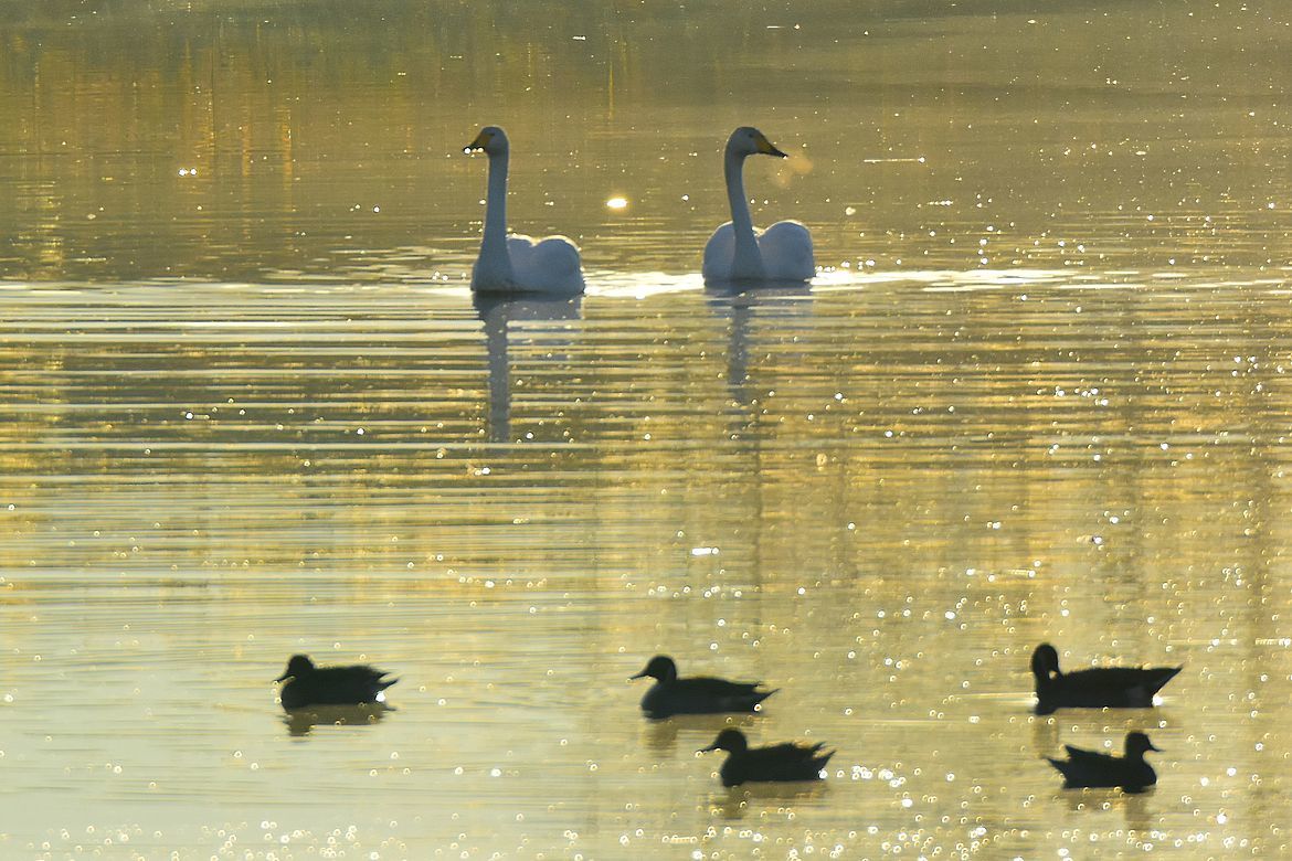 多々良沼「鳥」ニュース(2018.11.24)・・・白鳥の湖♪_a0031821_14230665.jpg