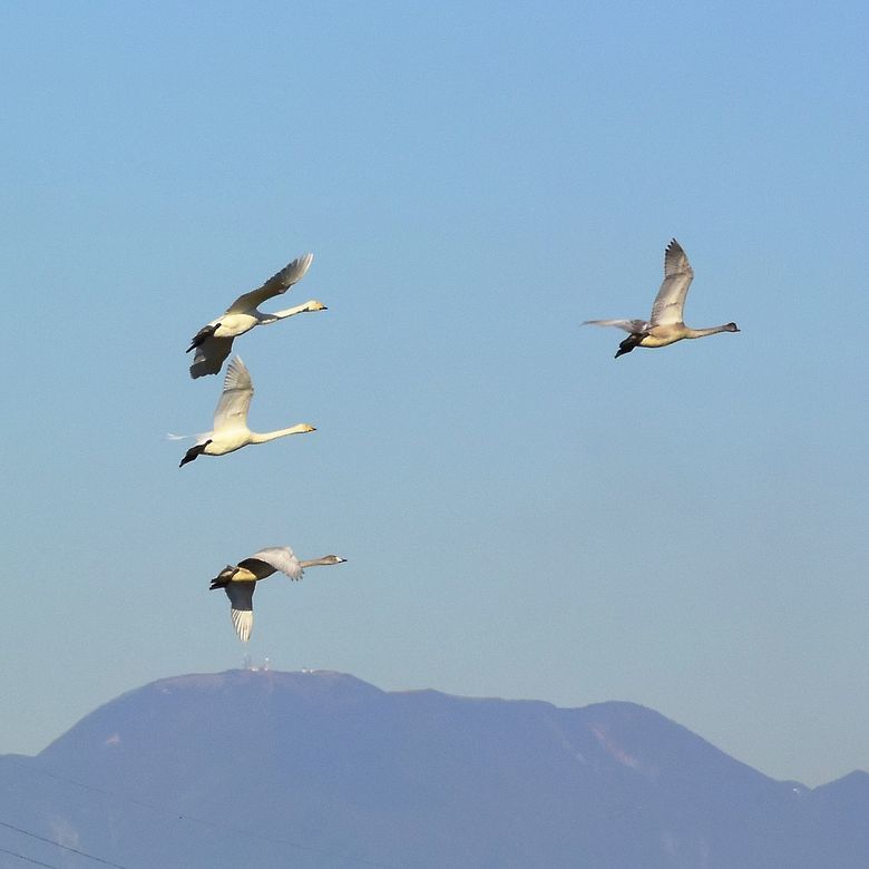 多々良沼「鳥」ニュース(2018.11.24)・・・白鳥の湖♪_a0031821_14294631.jpg