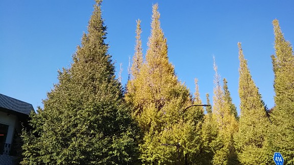 e0047322_20321817.jpg