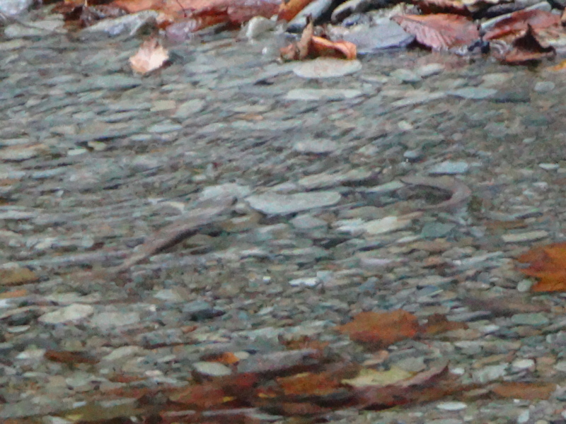 a0156834_20581145.jpg