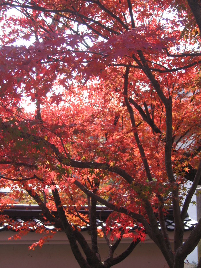 ♪♪　2018 光明寺　紅葉_a0068035_16341299.jpg