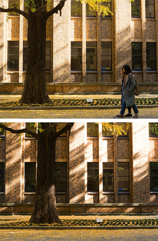 東京大学 本郷キャンパスの紅葉 今夜もeat It