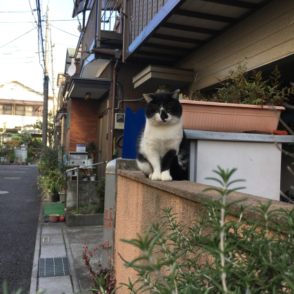 おはよう、ハナクロちゃん。_a0028451_12351261.jpg
