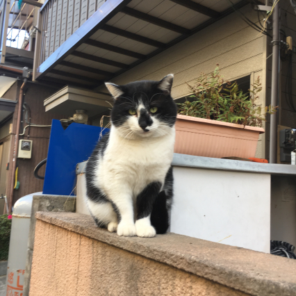 おはよう、ハナクロちゃん。_a0028451_12351308.jpg