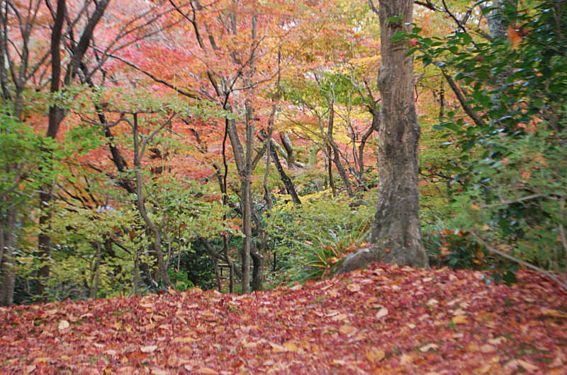 2018　嵯峨野界隈の紅葉_d0219351_21572974.jpg