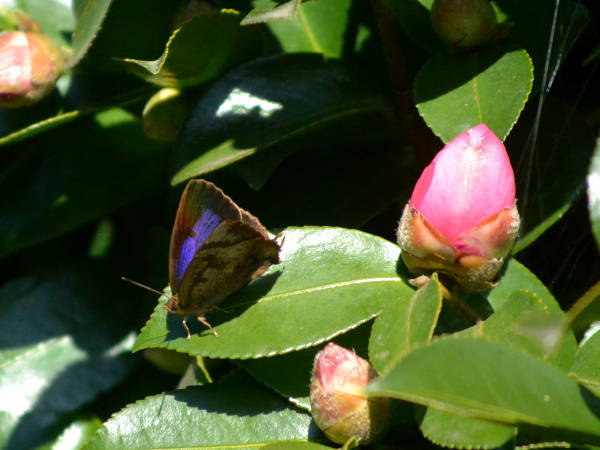 c0045352_17405260.jpg