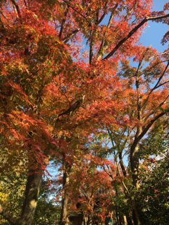 光悦寺の紅葉_f0363168_07134754.png
