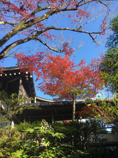 光悦寺の紅葉_f0363168_07163098.png