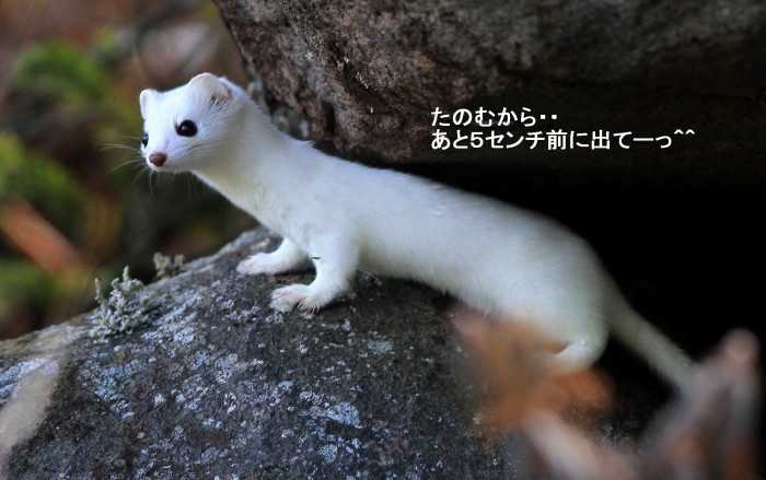 オコジョとナキウサギ アイヌモシリの野生たち 獣と野鳥の写真図鑑