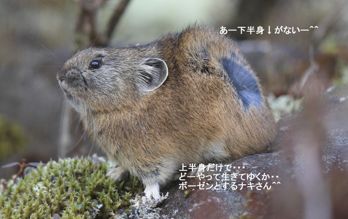 オコジョとナキウサギ アイヌモシリの野生たち 獣と野鳥の写真図鑑 オコジョとナキウサギ アイヌモシリの野生たち 獣と野鳥の写真図鑑
