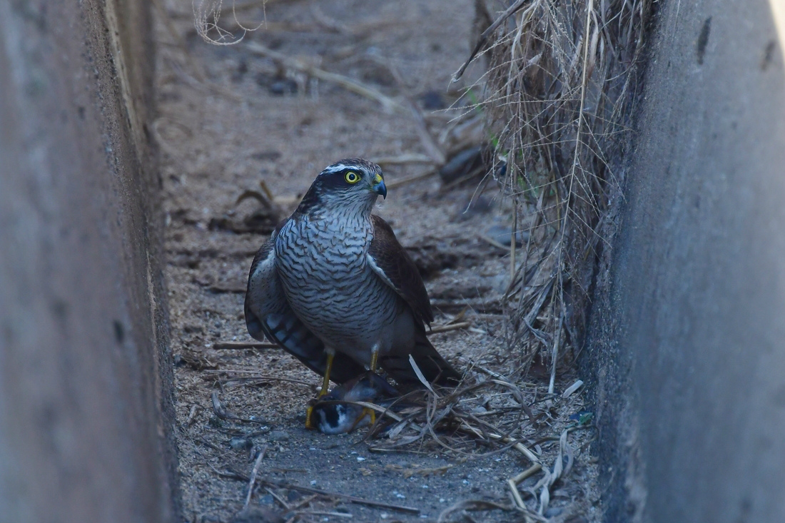 落ちたの？　オオタカ捕食_f0053272_17144985.jpg