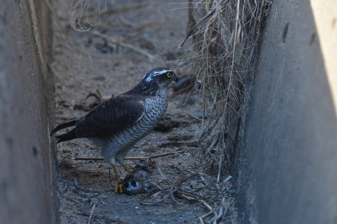 落ちたの? オオタカ捕食_f0053272_17150813.jpg