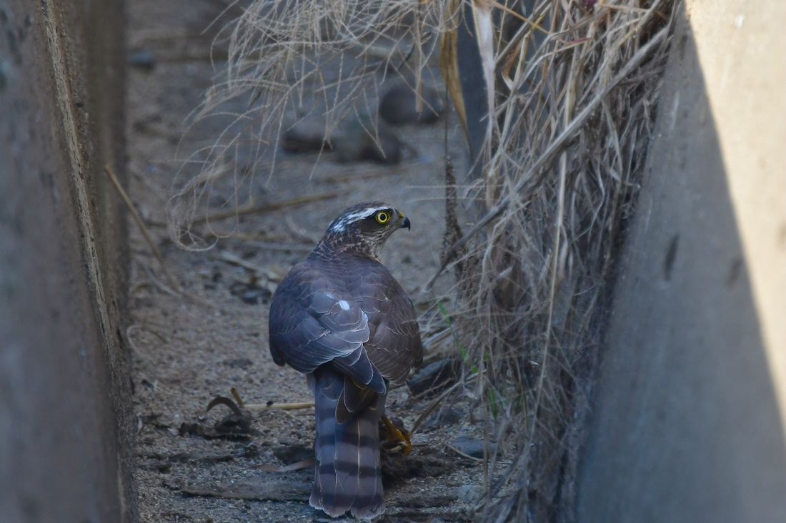 落ちたの? オオタカ捕食_f0053272_17151345.jpg
