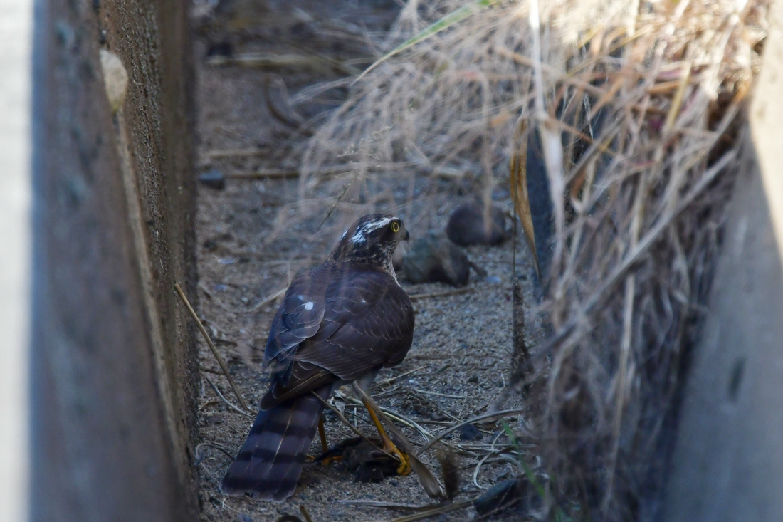 落ちたの？　オオタカ捕食_f0053272_17151621.jpg