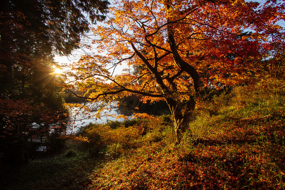 鳥見山公園の紅葉 1_a0301676_06572671.jpg