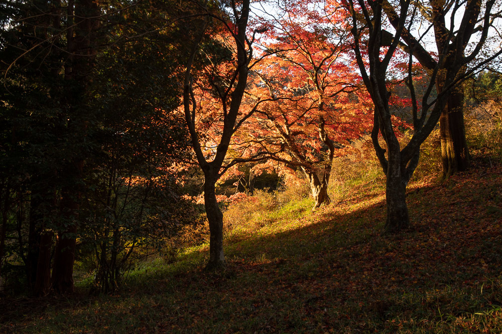 鳥見山公園の紅葉 1_a0301676_06573639.jpg