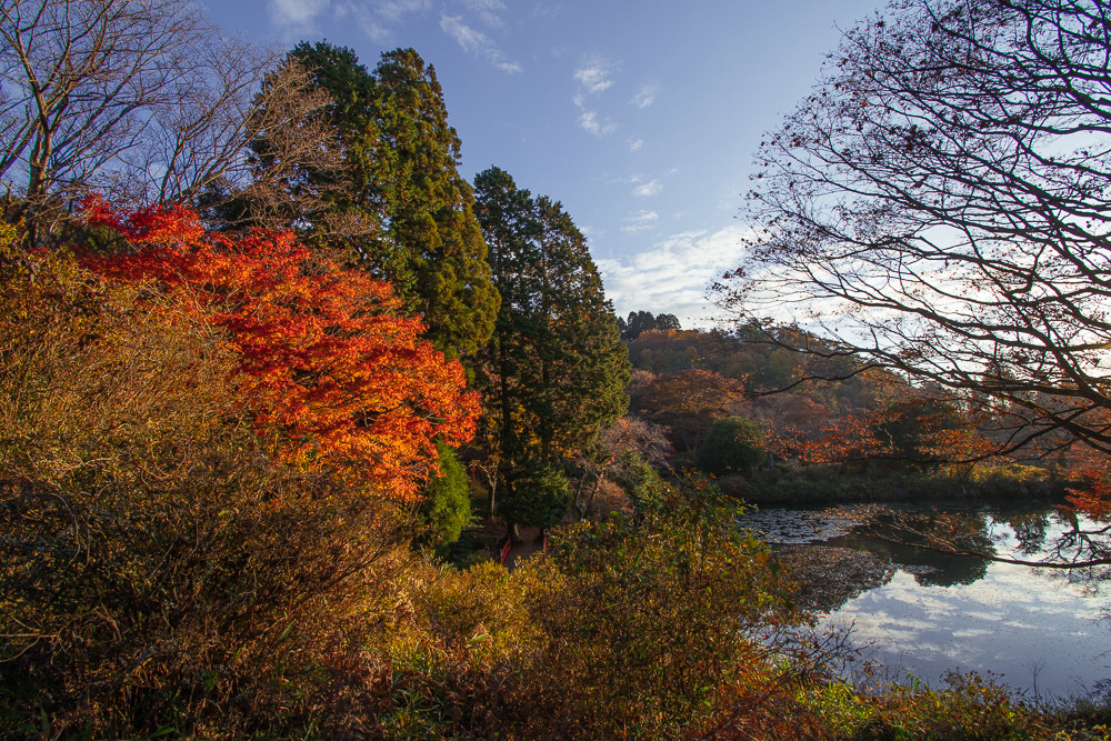 鳥見山公園の紅葉 1_a0301676_06574171.jpg