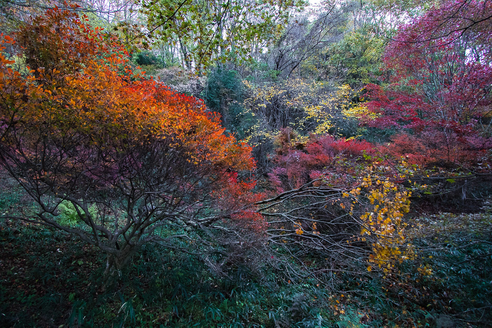 鳥見山公園の紅葉 1_a0301676_07014270.jpg