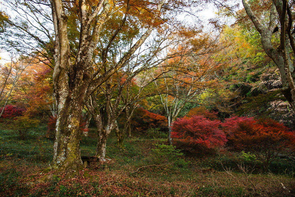 鳥見山公園の紅葉 1_a0301676_07032505.jpg