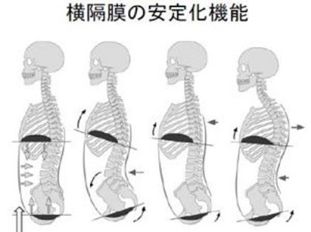 呼吸 横隔膜 と体幹って 北京で太極拳 呼吸 横隔膜 と体幹って 北京で太極拳