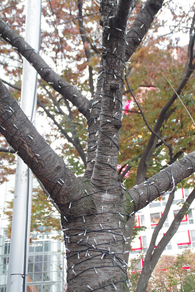 b0056983_15341610.jpg