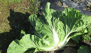 f0003283_08594331.jpg