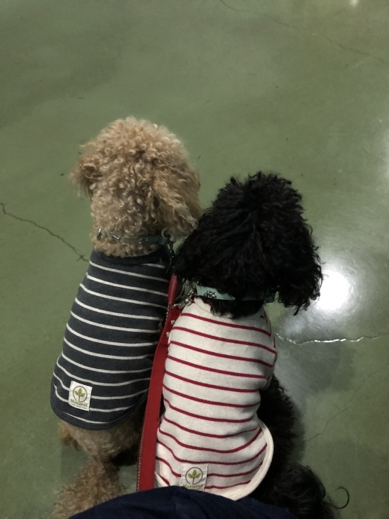 2018年11月26日 今日はどこ 私は誰？_b0098584_21200709.jpeg