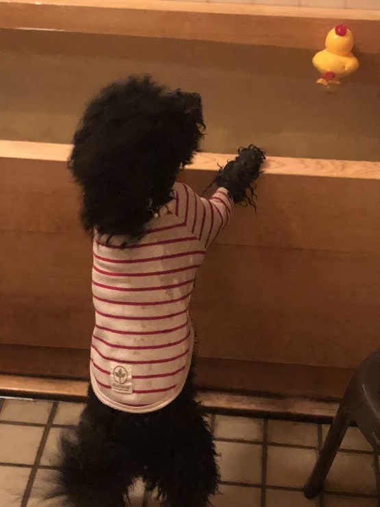 2018年11月26日 今日はどこ 私は誰？_b0098584_21204379.jpeg