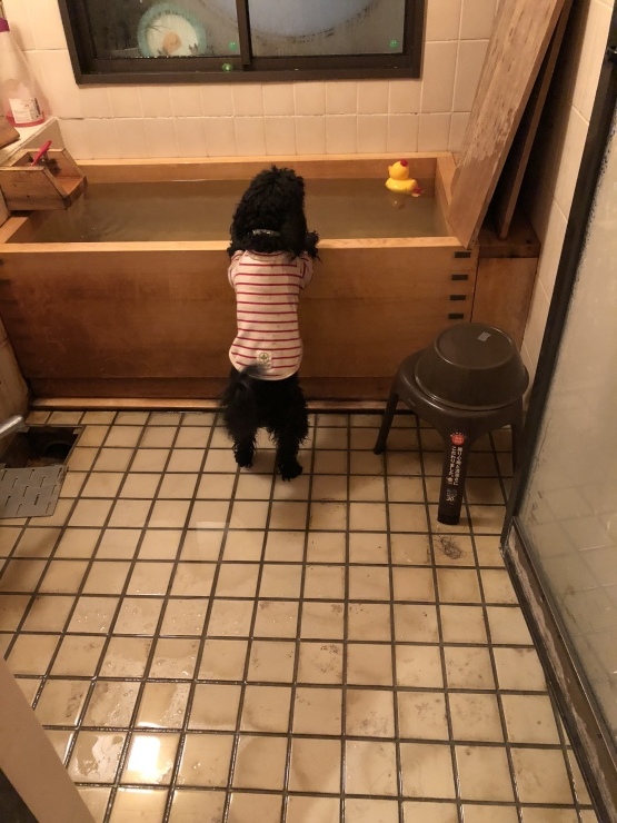 2018年11月26日 今日はどこ 私は誰？_b0098584_21212456.jpeg