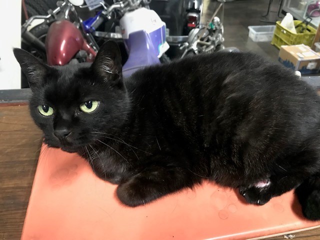 黒猫ちゃん_a0165898_17572263.jpg