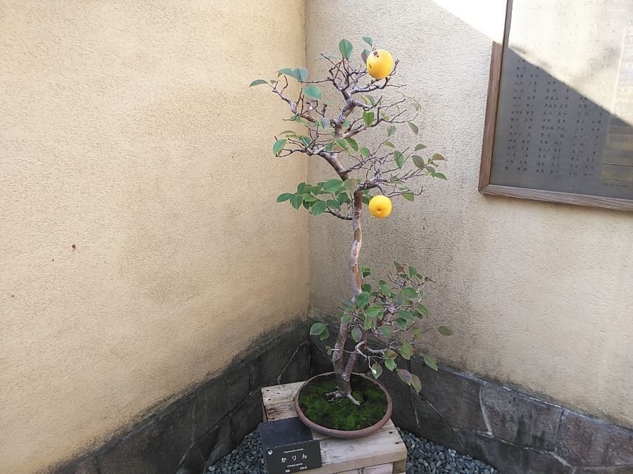 昭和記念公園は何年ぶりだろう･･･････_b0331802_01334684.jpg
